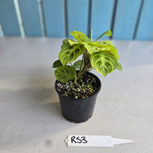 Load image into Gallery viewer, #RS3 Maranta Leuconeura Light Veins