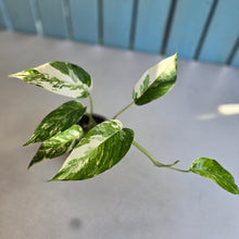 Load image into Gallery viewer, #RD6 Variegated Epipremnum Pinnatum