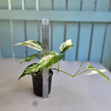 Load image into Gallery viewer, #RD6 Variegated Epipremnum Pinnatum