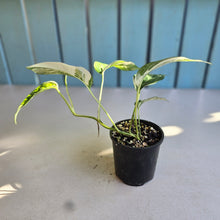 Load image into Gallery viewer, #RD6 Variegated Epipremnum Pinnatum