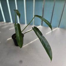 Load image into Gallery viewer, #RD5 Philodendron Spiritus Sancti