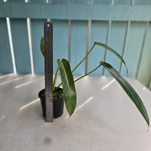 Load image into Gallery viewer, #RD5 Philodendron Spiritus Sancti