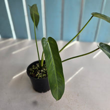 Load image into Gallery viewer, #RD5 Philodendron Spiritus Sancti