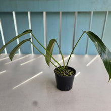 Load image into Gallery viewer, #RD5 Philodendron Spiritus Sancti