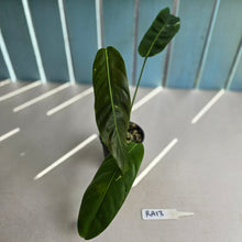 Load image into Gallery viewer, #RA13 Philodendron Patriciae