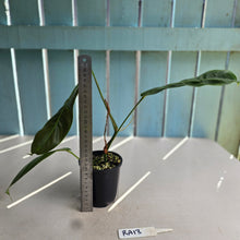 Load image into Gallery viewer, #RA13 Philodendron Patriciae