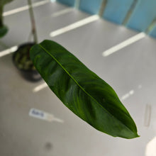 Load image into Gallery viewer, #RA13 Philodendron Patriciae