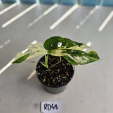 Load image into Gallery viewer, #RD48 Variegated Monstera Adansonii