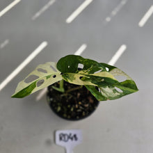 Load image into Gallery viewer, #RD48 Variegated Monstera Adansonii