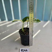 Load image into Gallery viewer, #RD48 Variegated Monstera Adansonii