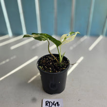Load image into Gallery viewer, #RD48 Variegated Monstera Adansonii