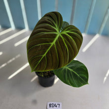 Load image into Gallery viewer, #RD47 Philodendron El Choco