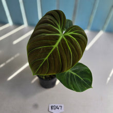 Load image into Gallery viewer, #RD47 Philodendron El Choco
