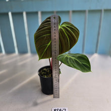 Load image into Gallery viewer, #RD47 Philodendron El Choco
