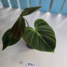 Load image into Gallery viewer, #RD47 Philodendron El Choco