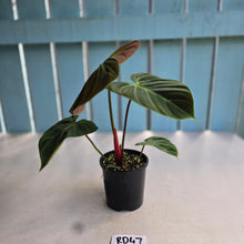Load image into Gallery viewer, #RD47 Philodendron El Choco