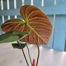 Load image into Gallery viewer, #RD47 Philodendron El Choco