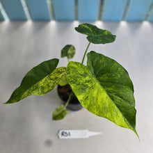 Load image into Gallery viewer, #RS1 Variegated Alocasia Gageana