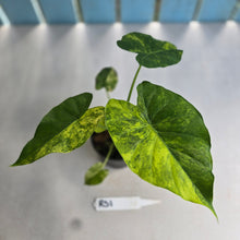 Load image into Gallery viewer, #RS1 Variegated Alocasia Gageana