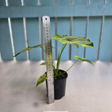 Load image into Gallery viewer, #RS1 Variegated Alocasia Gageana