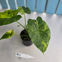 Load image into Gallery viewer, #RS1 Variegated Alocasia Gageana