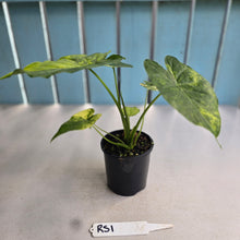 Load image into Gallery viewer, #RS1 Variegated Alocasia Gageana