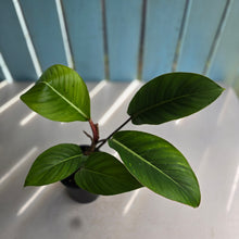Load image into Gallery viewer, #R33 Philodendron Geniculatum