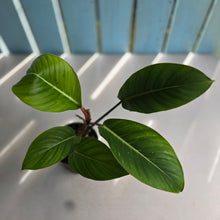 Load image into Gallery viewer, #R33 Philodendron Geniculatum