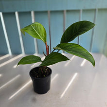 Load image into Gallery viewer, #R33 Philodendron Geniculatum