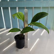 Load image into Gallery viewer, #R33 Philodendron Geniculatum