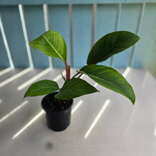Load image into Gallery viewer, #R33 Philodendron Geniculatum