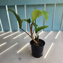 Load image into Gallery viewer, #R33 Philodendron Geniculatum
