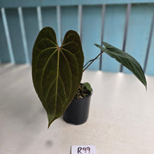 Load image into Gallery viewer, #R99 Anthurium NOID - With Pup