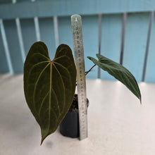 Load image into Gallery viewer, #R99 Anthurium NOID - With Pup