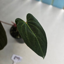 Load image into Gallery viewer, #R99 Anthurium NOID - With Pup