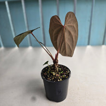 Load image into Gallery viewer, #R99 Anthurium NOID - With Pup
