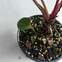 Load image into Gallery viewer, #R99 Anthurium NOID - With Pup