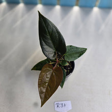 Load image into Gallery viewer, #R31 Anthurium Black Panther x Luxurians