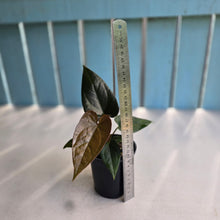 Load image into Gallery viewer, #R31 Anthurium Black Panther x Luxurians