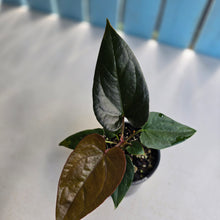 Load image into Gallery viewer, #R31 Anthurium Black Panther x Luxurians