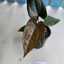 Load image into Gallery viewer, #R31 Anthurium Black Panther x Luxurians