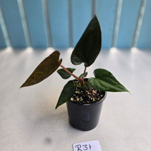 Load image into Gallery viewer, #R31 Anthurium Black Panther x Luxurians