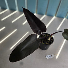 Load image into Gallery viewer, #D89 Philodendron Black Knight