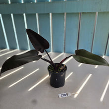 Load image into Gallery viewer, #D89 Philodendron Black Knight