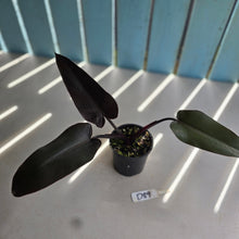 Load image into Gallery viewer, #D89 Philodendron Black Knight