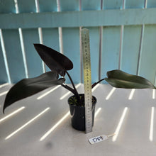 Load image into Gallery viewer, #D89 Philodendron Black Knight