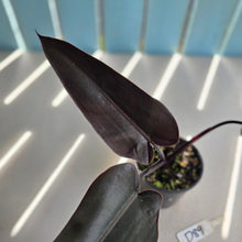 Load image into Gallery viewer, #D89 Philodendron Black Knight