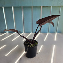 Load image into Gallery viewer, #D89 Philodendron Black Knight