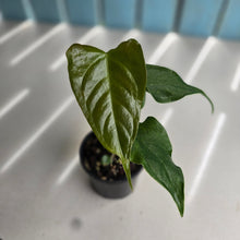 Load image into Gallery viewer, #RD25 Anthurium Veitchii x 'Red'