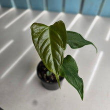 Load image into Gallery viewer, #RD25 Anthurium Veitchii x 'Red'